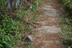 Zonosaurus madagascariensis