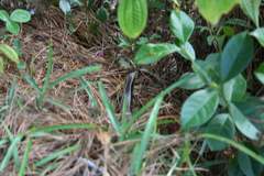 Zonosaurus madagascariensis