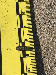 Dipodomys deserti