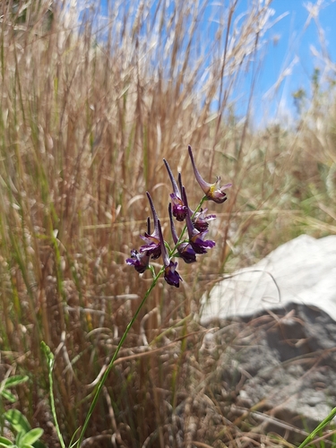 Image of Delphinium peregrinum by (c) Androulidaki Paraskevi-Danai, some rights reserved (CC BY)