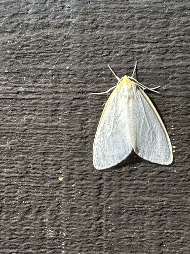 Unexpected Cycnia Moth photo 6