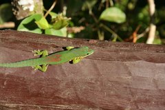 Phelsuma lineata