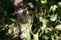 Phelsuma lineata