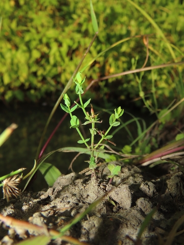Hypericum japonicum iNat (3)
