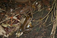 Mantidactylus grandidieri