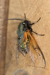 Dasysphinx volatilis