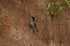 Pycnonotus xanthorrhous