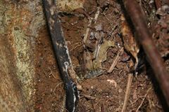 Mantidactylus betsileanus