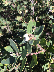 Arctostaphylos morroensis