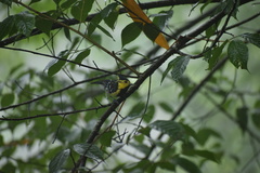 Machlolophus spilonotus