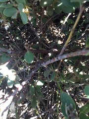 Arctostaphylos morroensis