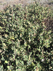 Arctostaphylos morroensis