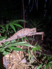 Brookesia superciliaris