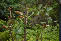 Pterorhinus sannio