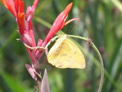 Phoebis philea