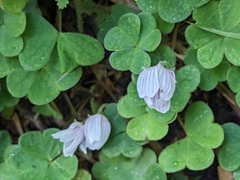 Oxalis montana image