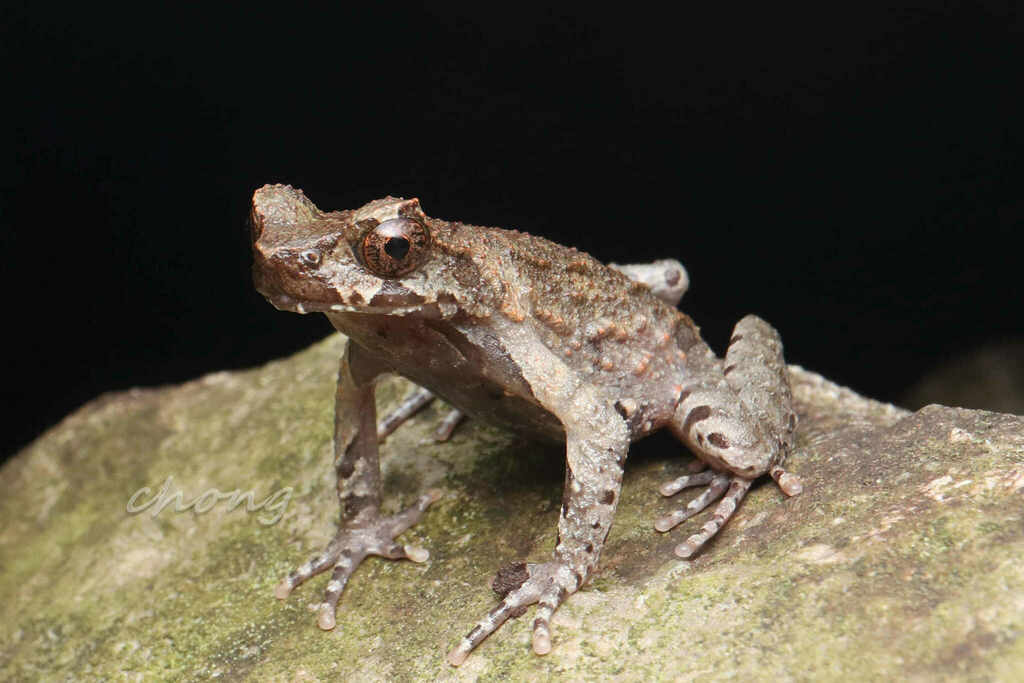 Boulenophrys from 中国浙江省杭州市临安区 on June 22, 2023 at 08:48 PM by 虫虫 ...