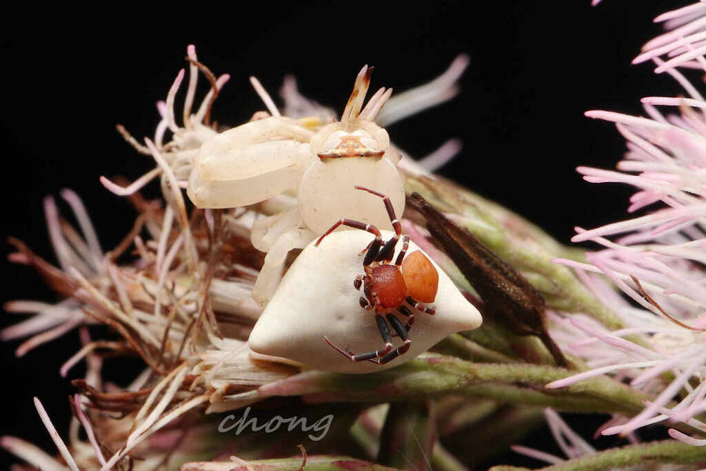 Thomisus gouluensis
