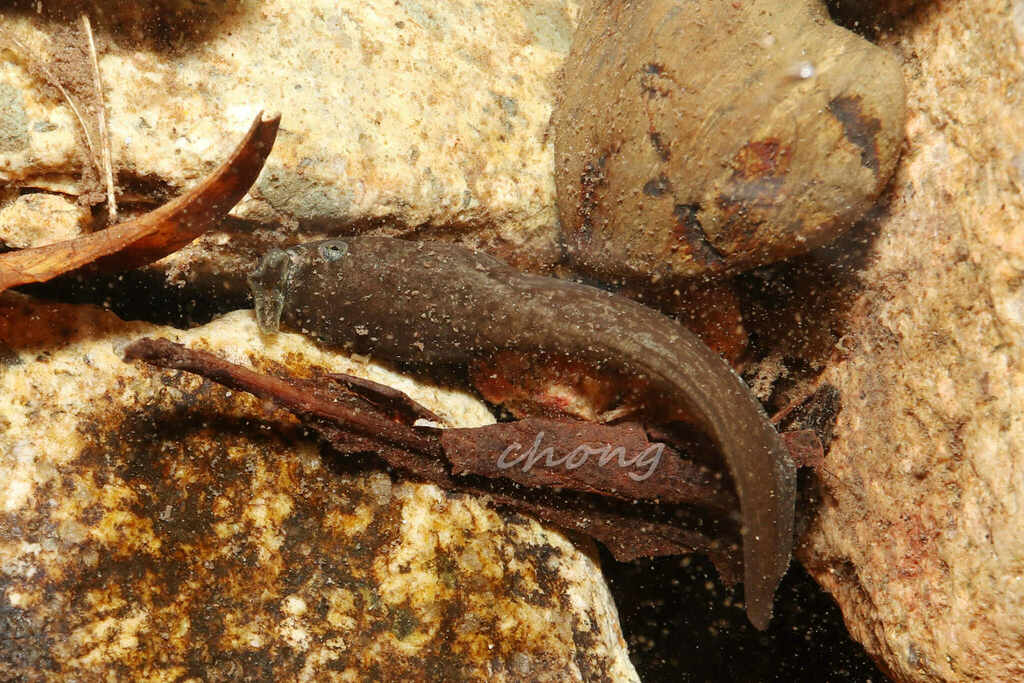 Boulenophrys from 中国浙江省杭州市临安区 on June 22, 2023 at 08:48 PM by 虫虫 ...