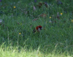 Platycercus eximius eximius