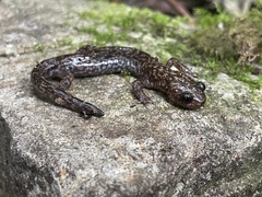 Taichu Salamander photo 2