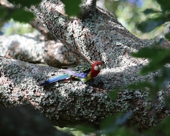 Platycercus eximius eximius