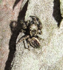 Metaphidippus