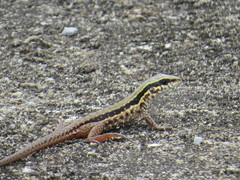Ameiva atrigularis