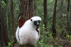 Propithecus coquereli