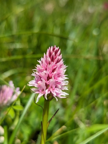 Image of Gymnadenia stiriaca by (c) Elias, some rights reserved (CC BY)