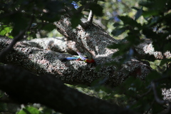 Platycercus eximius eximius