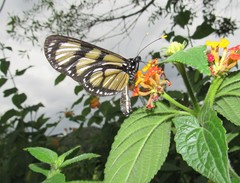 Methona themisto