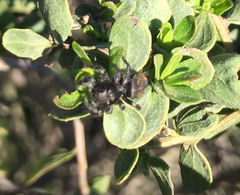 Phidippus johnsoni