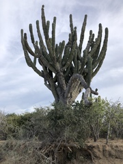 Pachycereus