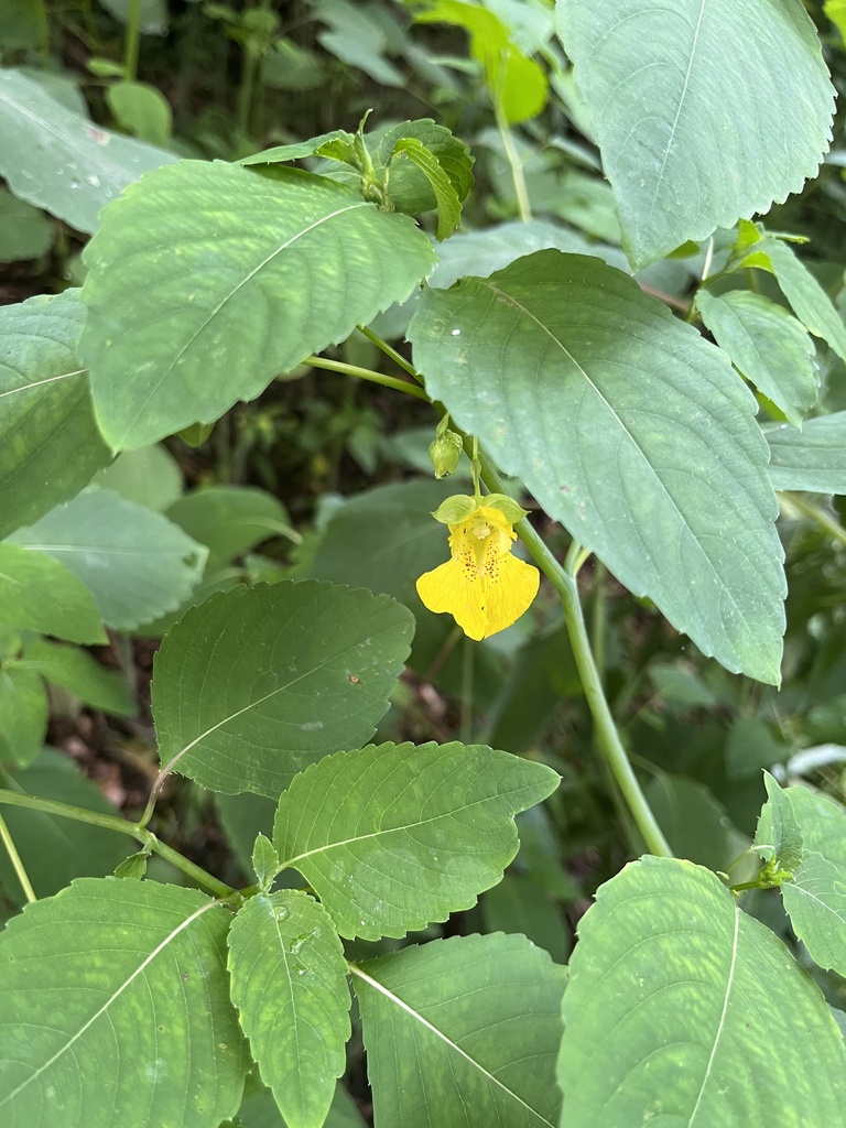 pale jewelweed from Deer Lakes Park, Tarentum, PA, US on July 9, 2023 ...