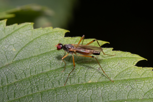 Neria commutata