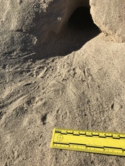 Dipodomys deserti