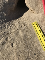 Dipodomys deserti