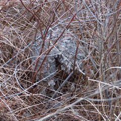 Dolichovespula maculata