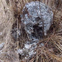 Dolichovespula maculata