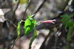 Dicliptera sciadephora