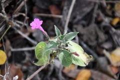 Ruellia inundata