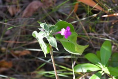 Ruellia inundata