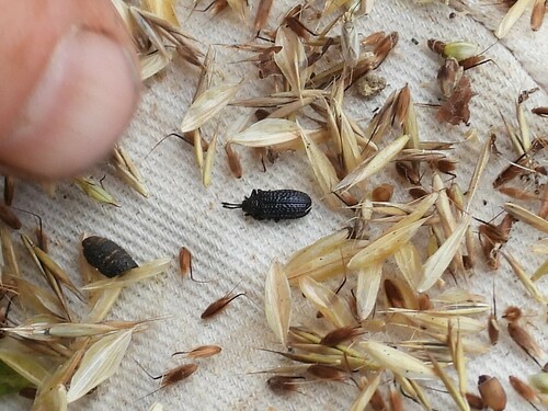 Microrhopala excavata photo 4