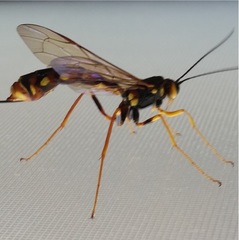 Megarhyssa nortoni