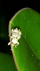 Brachyolus punctatus