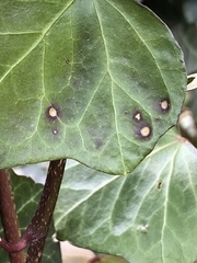 Xanthomonas campestris hederae