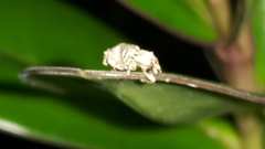 Brachyolus punctatus