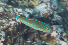 Stethojulis interrupta
