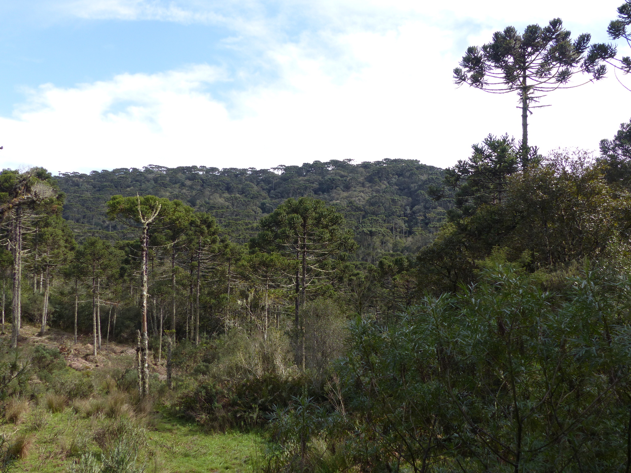 Araucaria angustifolia